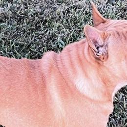 Bulldogs and French Bulldogs from Sweet N Lo Bulldogs