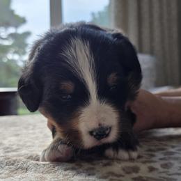 Lulu - Black rust and white female Bernese Mountain Dog puppy in Alpharetta, Georgia from Bravura Bernese Mountain Dog