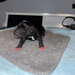 Pecan - Black male Miniature Schnauzer puppy in Perris, California from P1 Family Canines