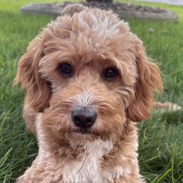 Bella - Goldendoodle