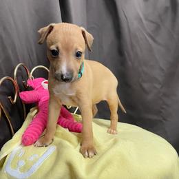 Trixie - Red fawn female Italian Greyhound puppy in Lancaster, Missouri from White Stone Ranch
