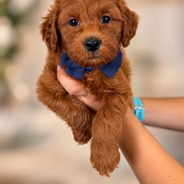 Pecan - Apricot male Goldendoodle puppy in Norcross, Georgia from Teddy Puppies