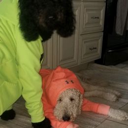 Poodles from Love Standards