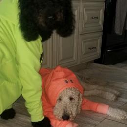 Poodles from Love Standards