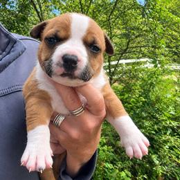 Rachel - Red female American Staffordshire Terrier puppy in Marietta, Georgia from Ambition Amstaffs
