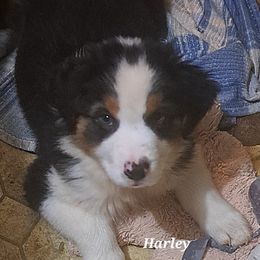 Harley - Black tri-color male Australian Shepherd puppy in Elk Creek, Missouri from Hearts on Fire Australian Shepherds