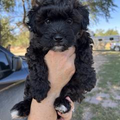 Whoodle puppies from Willowdale Doodles
