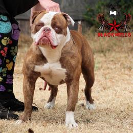 Chadam - American Bulldog