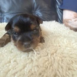 Girl one - Black and tan female Yorkshire Terrier puppy in Medicine Lodge, Kansas from Diane Davis