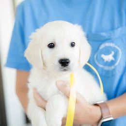 Golden Retriever Puppies from Southland Goldens