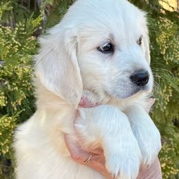 Pebbles - Light golden female Golden Retriever puppy in Lake Hughes, California from Golden Hills Retrievers