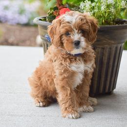 Princess - Red female Cavapoo puppy in Gap, Pennsylvania from Country View Puppies ( License 18816)