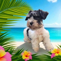 Sweet Pups Bubblegum - Parti male Miniature Schnauzer puppy in North Zulch, Texas from Sweet Pup Schnauzers