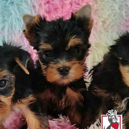 Tony starks - Black and gold male Yorkshire Terrier puppy in California from Corazon de gigante