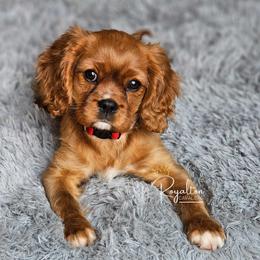 Cavalier King Charles Spaniel Puppies from Royalton Cavaliers