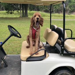 Poodles from poodles and doodles llc