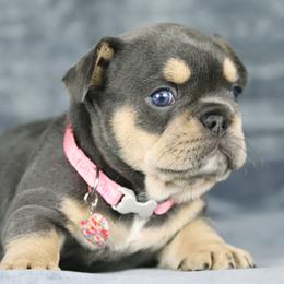 Maple - Tricolors female French Bulldog puppy in Punta Gorda, Florida from Mingan French Bulldog