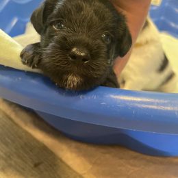 Tucker - Black male Miniature Schnauzer puppy in Palestine, Texas from Miniature Schnauzer Puppies of Palestine Tx
