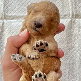 Female 3 - Apricot female Goldendoodle puppy in Brooksville, Florida from Kruger Doodles