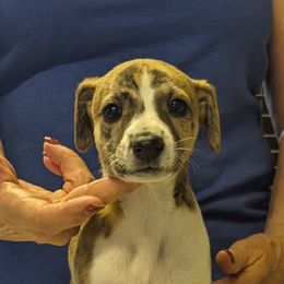 Whippet Puppies from Karen Lee