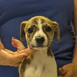Whippet Puppies from Karen Lee