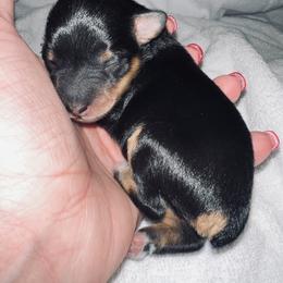 Miniature Schnauzer Puppies from A.R Miniature Schnauzers