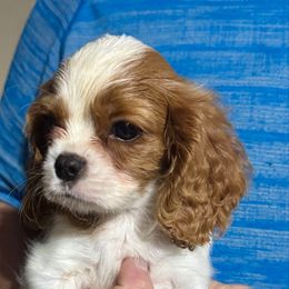 Tiny dancer - Blenheim female Cavalier King Charles Spaniel puppy in Saint Augustine, Florida from STARGAZER CAVALIERS