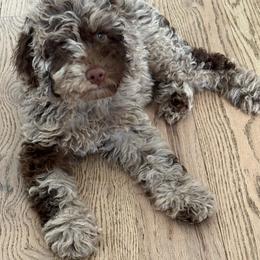 Pink collar - Merle female Goldendoodle puppy in Christiana, Tennessee from Rechlicz Family Doodles