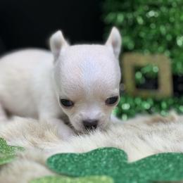 JoJo - Cream female Chihuahua puppy in Lee Center, New York from Alfheim-Andromeda Chihuahua's (A &A's)