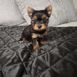 Deuce - Black and tan female Yorkshire Terrier puppy in Sidney, Ohio from Little Yorkie World