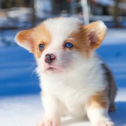 Rajah - 2500 - male Pembroke Welsh Corgi puppy in Star City, Arkansas from T4 Farms
