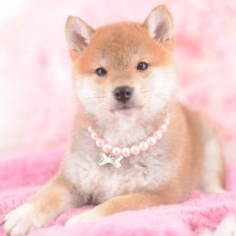 Rionna - Red female Shiba Inu puppy in Neosho, Missouri from Sunny Terrace Shibas