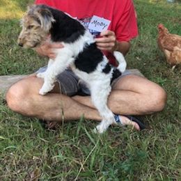 Wire Fox Terrier Puppies from Lyndon Meadow Farm
