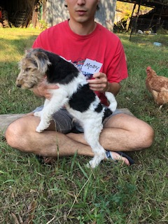 Wire Fox Terrier Puppies from Lyndon Meadow Farm