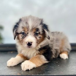 Prada - Blue merle female Miniature Australian Shepherd puppy in Dayton, Washington from Rafter 22 Aussies