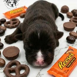Reese's - Red tri-color female Australian Shepherd puppy in Fultonville, New York from Sandy Aussies & Pomeranians