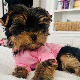 Yorkshire Terrier puppies from Yorkie Divas