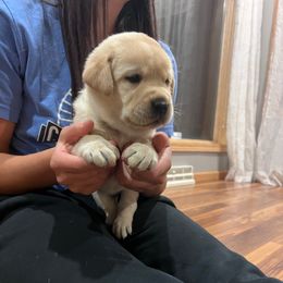 Black Collar Boy 6 - Yellow male Labrador Retriever puppy in Harpers Ferry, Iowa from Jones Family Labs