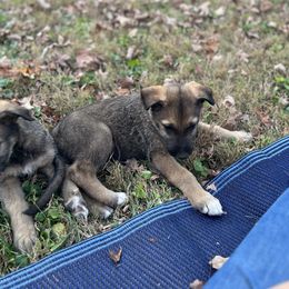 Boy 1 - Irish Wolfhound puppy in Tennessee from Hounds of Ravenhill