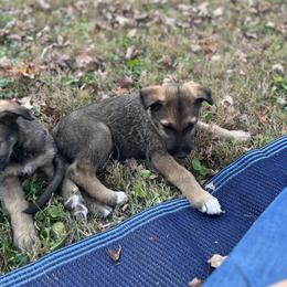 Boy 1 - Irish Wolfhound puppy in Tennessee from Hounds of Ravenhill