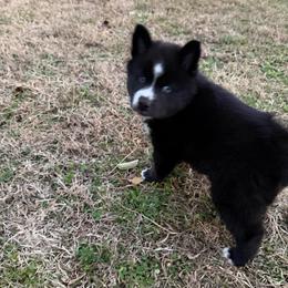 Aveline - Black and white female Pomsky puppy in La Vergne, Tennessee from Atencio Pomsky