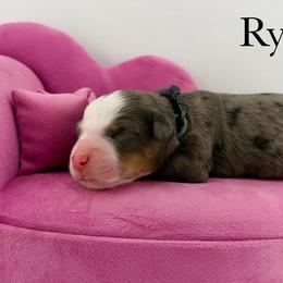 Rylee - Tri-color female Bernedoodle puppy in Comanche, Texas from Central Texas Doodles, LLC.