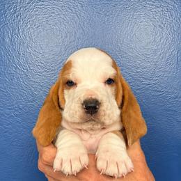 Dolly - Red and white female Basset Hound puppy in Bellaire, Ohio from Blessed Bassets
