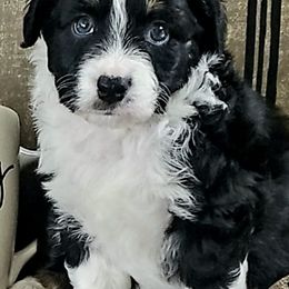 Miniature Australian Shepherds and Toy Australian Shepherds from Kim Mayo