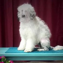 Portuguese Water Dogs from McGowan Water Dogs