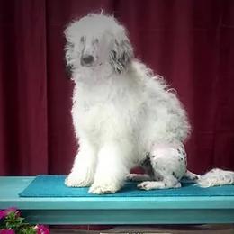 Portuguese Water Dogs from McGowan Water Dogs