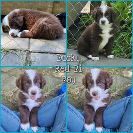 Ducky - Red & white male Australian Shepherd puppy in Cook, Minnesota from RL Australian Shepherds