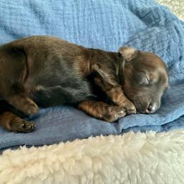 Cream brindle girl - Cream female Dachshund puppy in Wolf Lake, Indiana from Canisteo Dachshunds