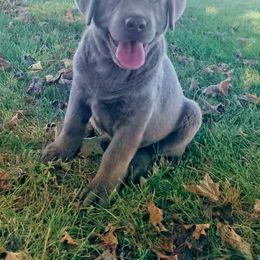 Labrador Retriever Puppies from Junction Labradors