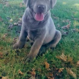Labrador Retriever Puppies from Junction Labradors